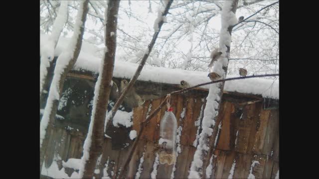 Птицам понравилась еда.