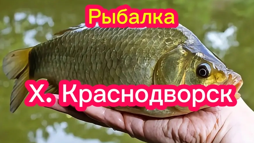 Ловим карася Ростовская область Х. Краснодворск.