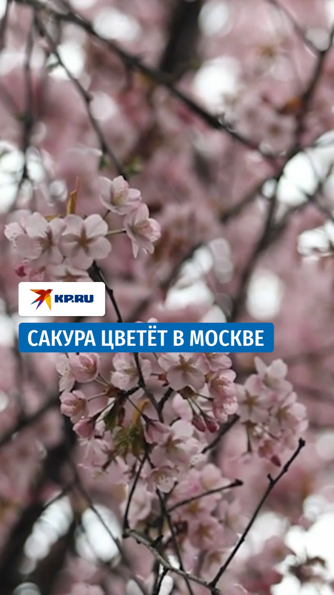 В московских Раменках зацвела сакура