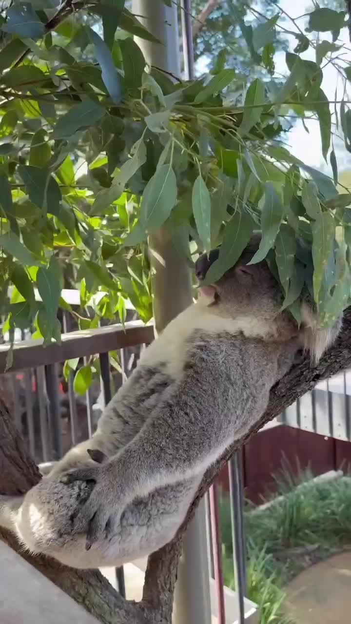 #животные #Милые #видео