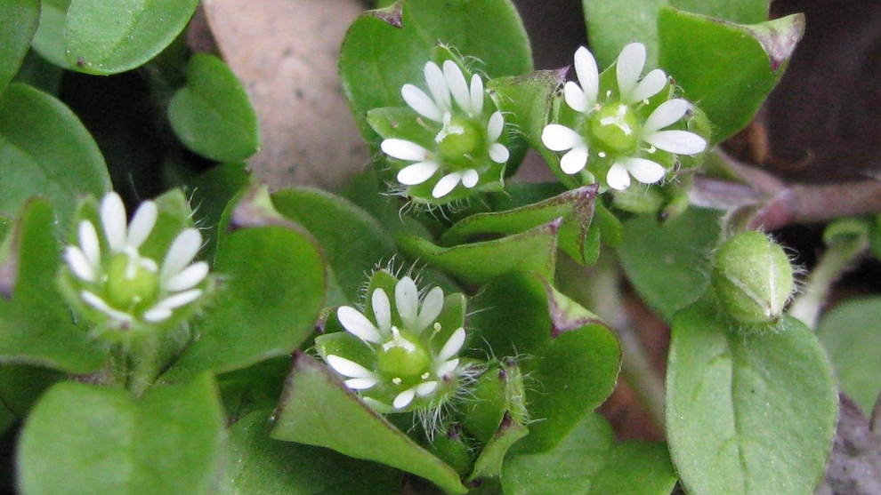 Супер растение, лечит щитовидку, суставы и весь человеческий организм!