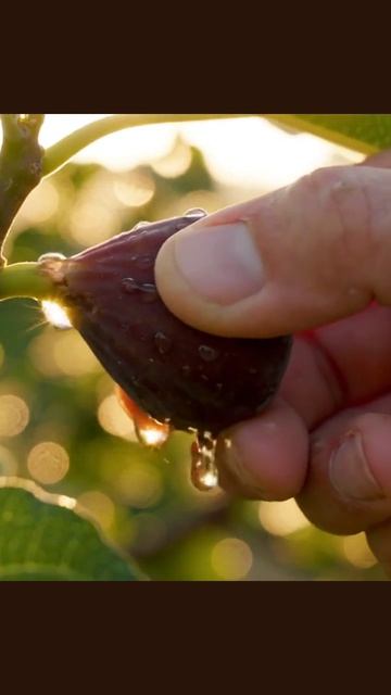 #инжир #полезные_советы #рецепты #еда