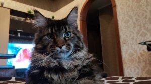 мейн-кун танцует под Матадора😁🔥👍