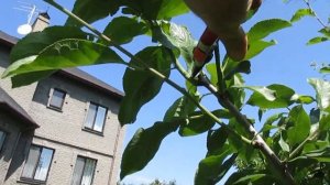 Обрезка сливы. ДЕТАЛЬНЫЙ ОБЗОР ЛЕТНЕЙ ОБРЕЗКИ СЛИВЫ. Обрезка для начинающих. #ВиталийОрех