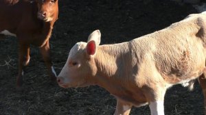 У МАМЫ ПОД КОНТРОЛЕМ).Видео Татьяны Крестьянсковой