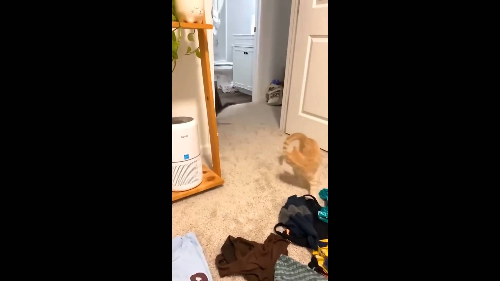 Приколы с животными🤗 Смешные видео про животных 🤗СМЕШНОЕ ВИДЕО😍 Наши любимые смешные животные