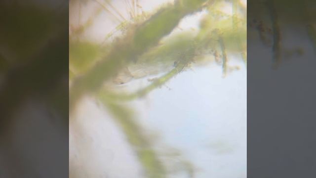 Червь нематод в речной воде