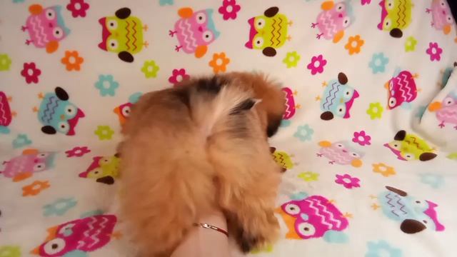 Щенок ши-тцу 2 месяца