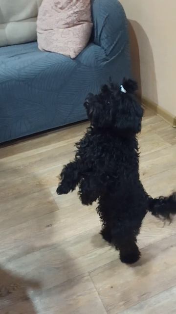 Собачка Айза любит ходить как человек. 🐩