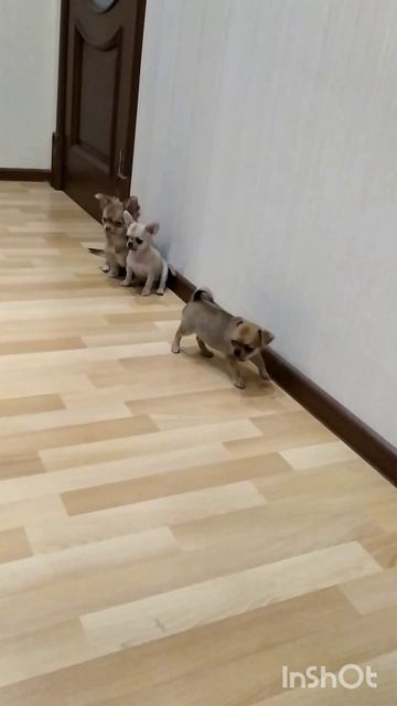 мальчик чихуахуа в продаже