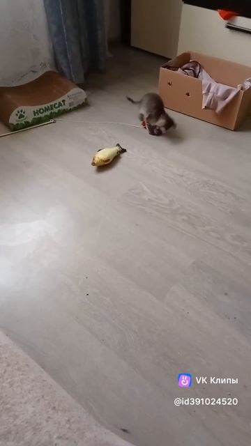 маленький котёнок, кошечка Алиса.