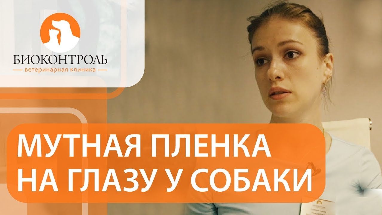 Катаракта у собак: признаки и способы решения проблемы. Катаракта у собак. Биоконтроль. 12+