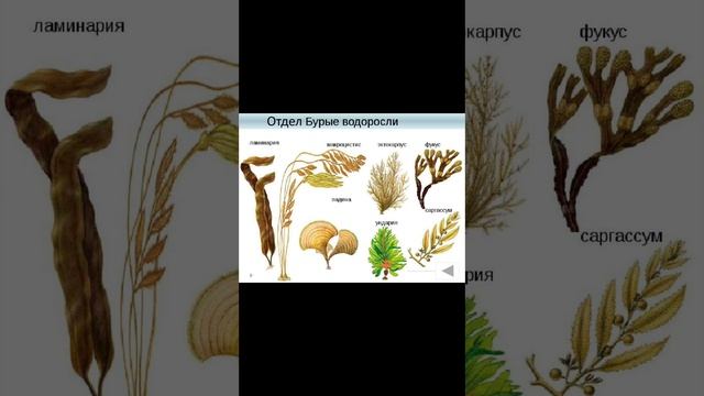 Биология 7 класс. Параграф 4. Многообразие водорослей.