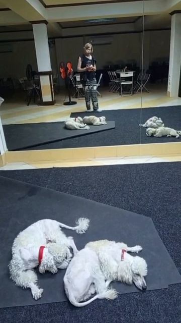 Petal_20260420_183833.mp4