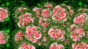 Футажи!!! Видеофоны!!! Футаж Феерия из Роз 1 от Киностудии Мудрого Кота Тимофея!!!