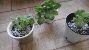 Пересадка фиалок на фитиль! Зимуем опять! Холод!