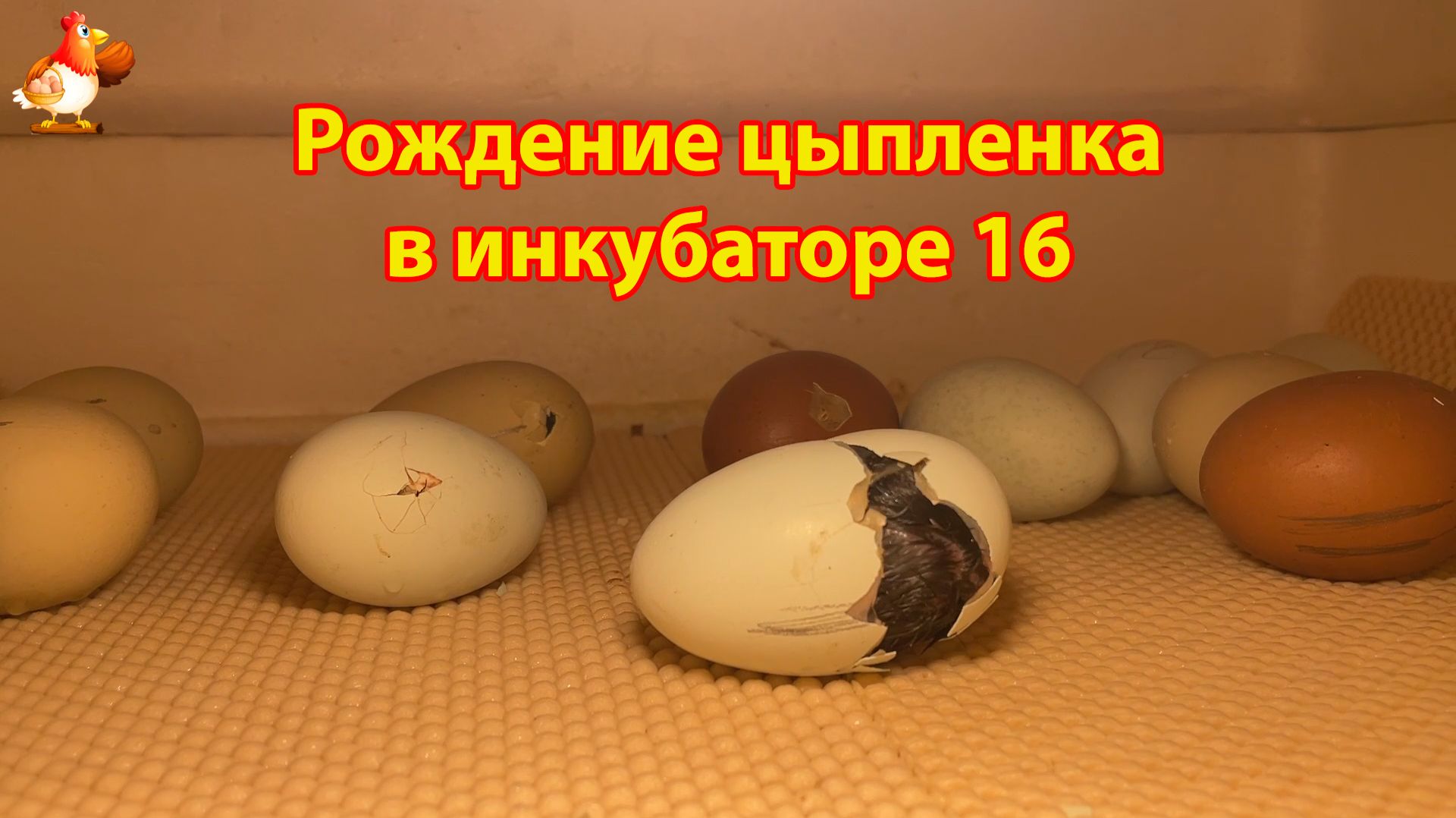 Рождение цыпленка за 8 минут в инкубаторе 16