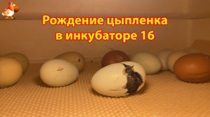 Рождение цыпленка за 8 минут в инкубаторе 16