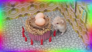 Испытание «Заколдованный лабиринт» — Хомячки в деле! часть 2