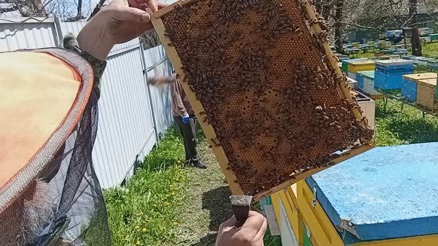 Продажа пчелопакетов 2026