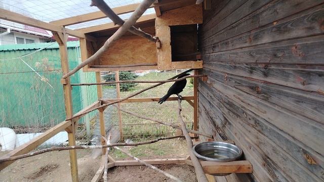 Ворон Гриша 21 апреля, с праздником