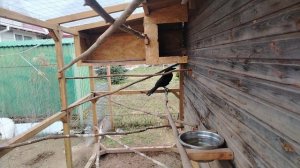 Ворон Гриша 21 апреля, с праздником