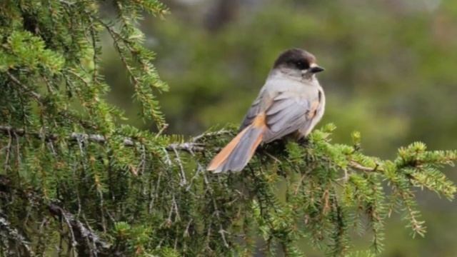 Финляндия на грани деиндустриализации? Как решения Владимир Путин изменили экономику Хельсинки → 👤