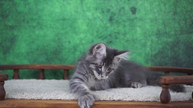 Kasimir 3 месяца