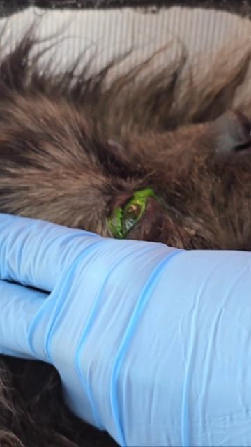 Едем к ветеринару. #шпиц #собака #животные #собаки