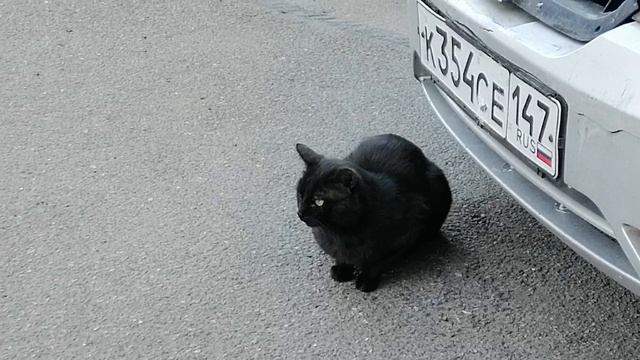 Бориска испугался