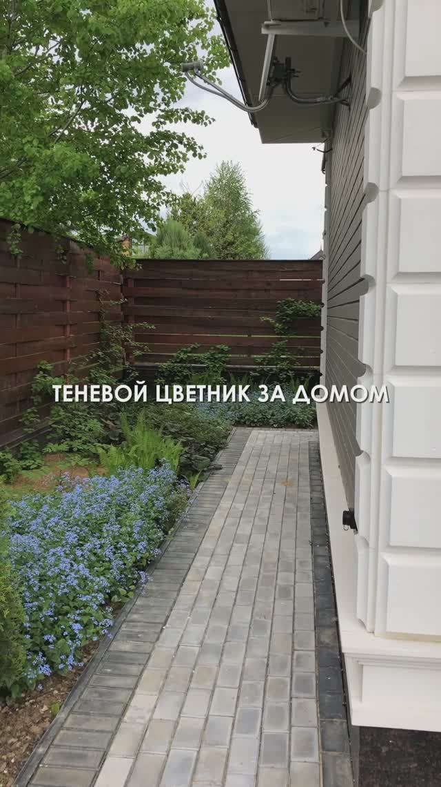 Что посадить за домом у забора?