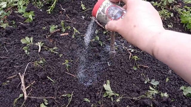 Сажаю саженцы. Охота удалась. Сельская жизнь.