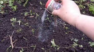 Сажаю саженцы. Охота удалась. Сельская жизнь.