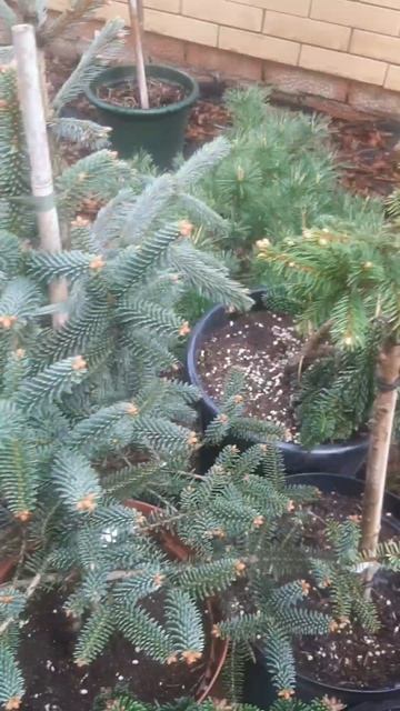 ❤🌲Хвойные редкие растения
✔Продажа растений в макс и телеграм канале: Https://t.me/love_is_hvoiny_dv