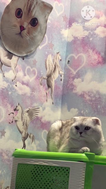 Двойняшки двойники