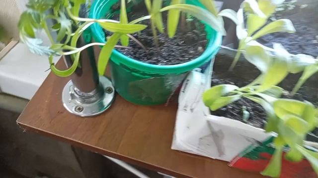 Обзор рассады цветов на конец апреля