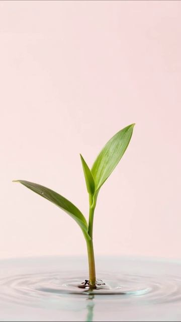 Новые ростки: природа в каждой капле #природа #растения #зеленый