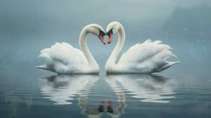 Белые лебеди