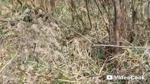 Бобры рядом