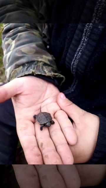 Маленькая Крымская Болотная Черепашка.