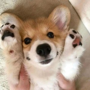 рисую джекса и с удивительную цифрового цирка