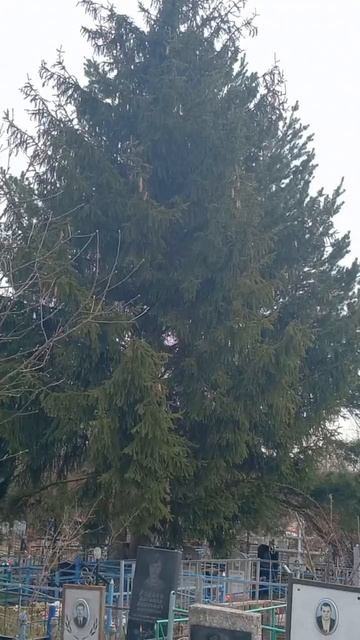 Кладбище, могилы Тула