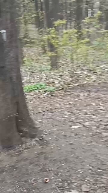 Ворона отобрала орех у белки