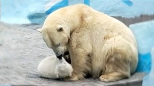 Мама Герда покормила медвежонка, а в благодарность получила поцелуйчики.
