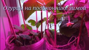 Цель:Вырастить Огурцы на Подоконнике.Результат:100%достигнут
