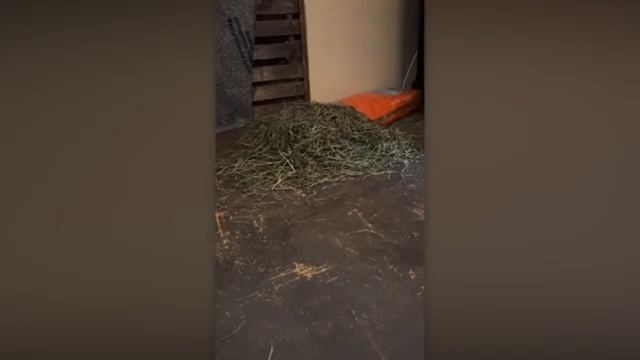 Животные приколы и не только😅