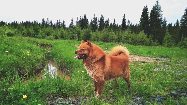 П. Коэльо. О бдительности. Притча 55. Книга Воина Света