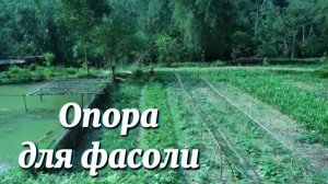 Строим опору для фасоли, собираем свежую зелень и готовим острую лапшу с дочкой