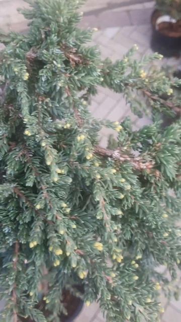 ❤🌲Можжевельник Зил на штамбе 
✔Продажа растений в макс и телеграм канале: Https://t.me/love_is_hvoin