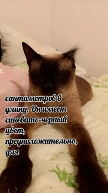 Клеопатра
#факты #история #уход #жизнь # #радость #интересно #рекомендации #популярное #подборка #ко